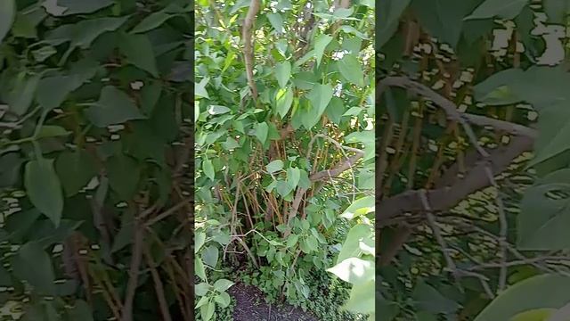 рассказы о монстрах 2 часть