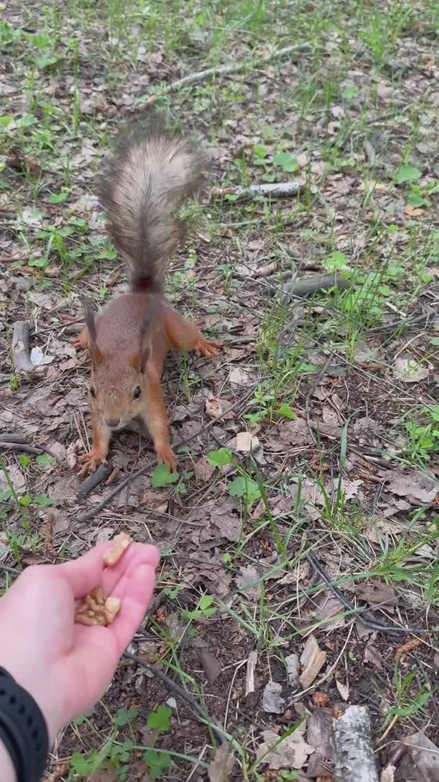 Вот такая милота 🐿️ сегодня пришла подкрепиться! Белочки хотят кушать..