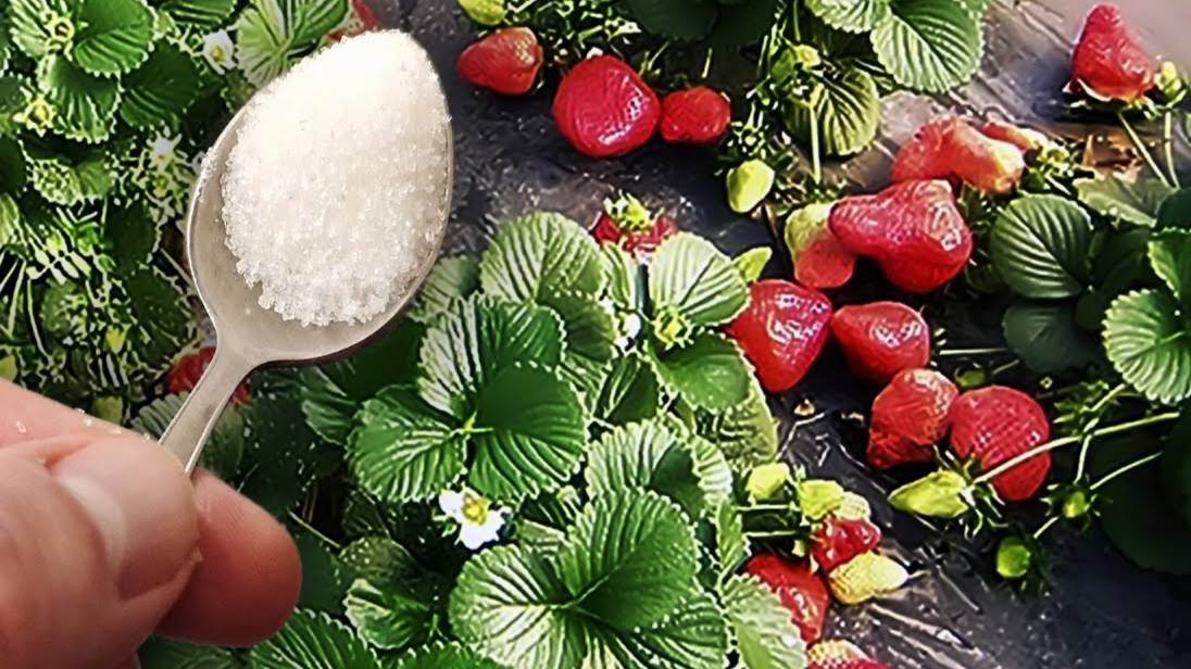 🍓 Всего 1 ЛОЖКА — и КЛУБНИКА ЗАВАЛИТ вас ЯГОДАМИ! Секрет гигантского урожая! 🌱✨