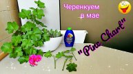 Черенкование в МАЕ. Пеларгония плющелистная "Pinc Chart".