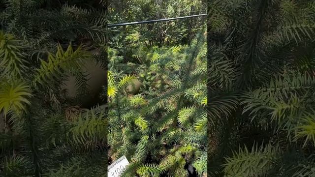 КУНИНГАМИЯ