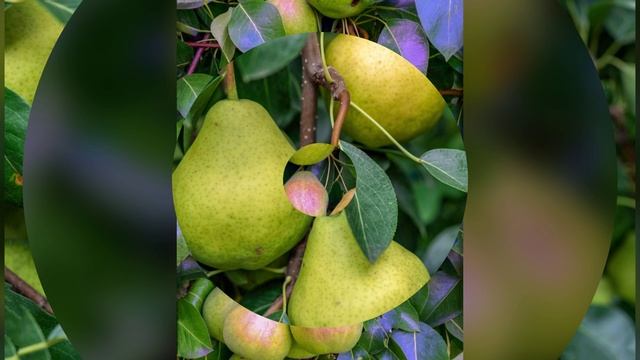 Вкусные плоды моего сада (и моих трудов)