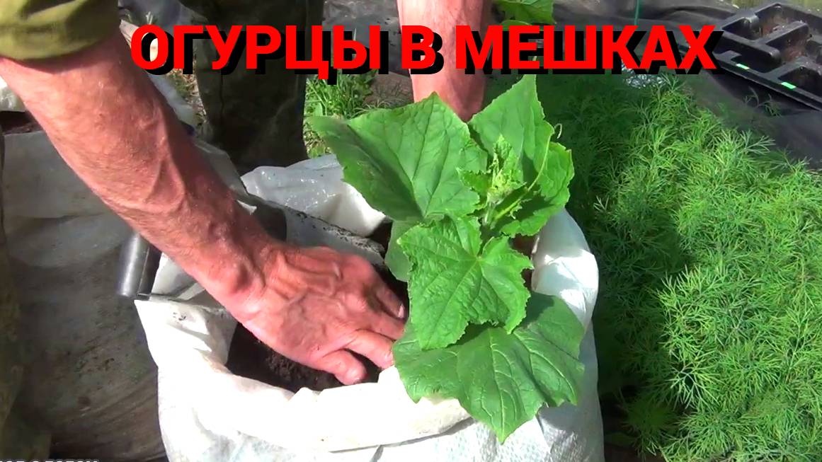 РАННИЕ ОГУРЦЫ. СОРТА и ПОСАДКА. ЧТО СЫПАТЬ В МЕШОК.