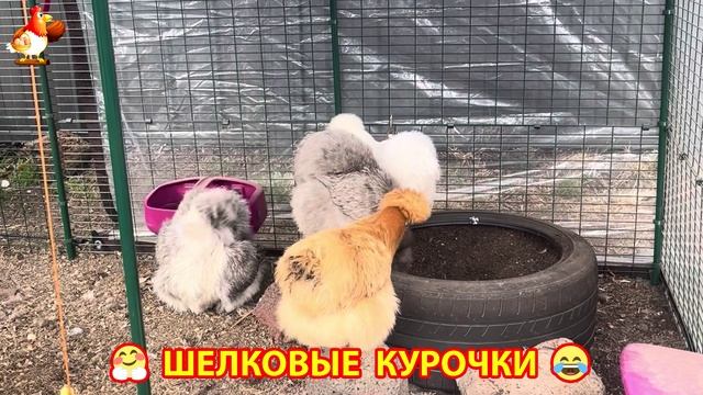 Шелковые курочки пушистые шарики ❣️🤗😂 (1)