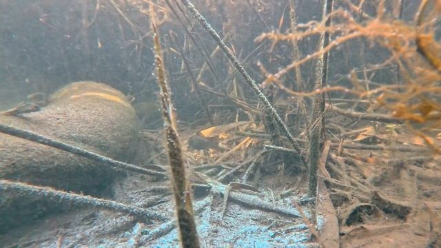 Опустил камеру на дно ручья и заснял кто там живёт. НЕВ