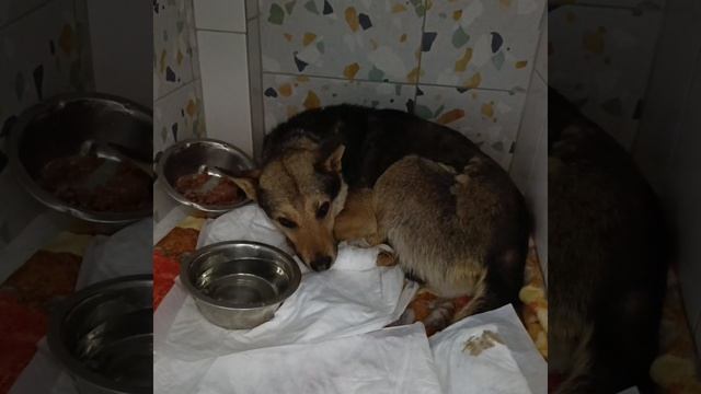 Просим помощи для собачек