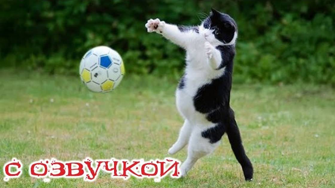 ВАРАТАРЬ ОТ БОГА! Приколы с котами! С ОЗВУЧКОЙ! - Самые смешные животные!