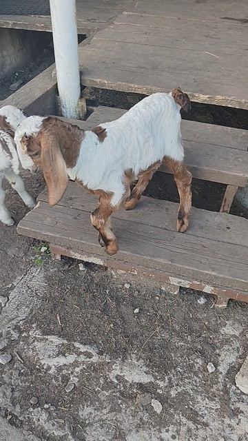 Козлята нубийские