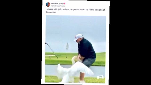 Гольф бывает опасен,Уиткоффа покусал лебедь, ТРАМП