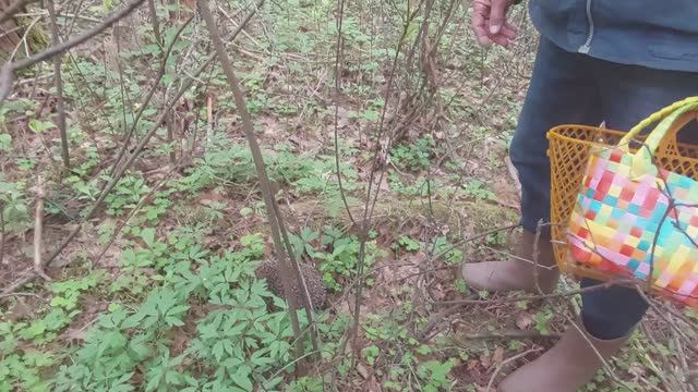 Ежик в лесу Телеши у тропинки под кустом.