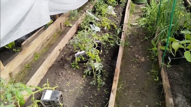 25.05.2025. Помидоры начинают спеть. Навожу порядок после покоса. Подкормила малину и землянику.