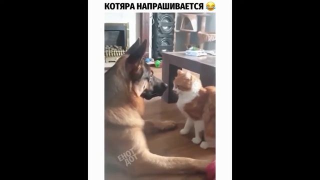😂😂😂Лучшие видео приколы рунета 👍🏻👍🏻👍🏻подборка видео приколов😂😂💯💯