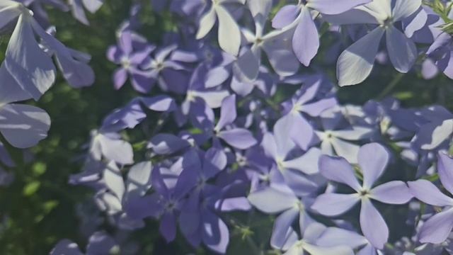 Летние цветы