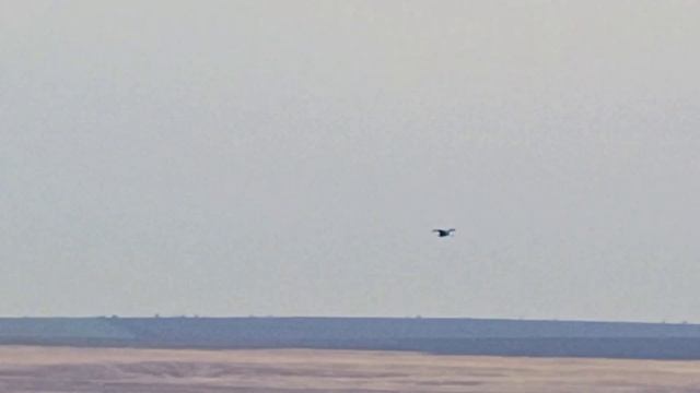 Bird 🐦 flies over a lake / Птица 🐦 парит над озером + #birds