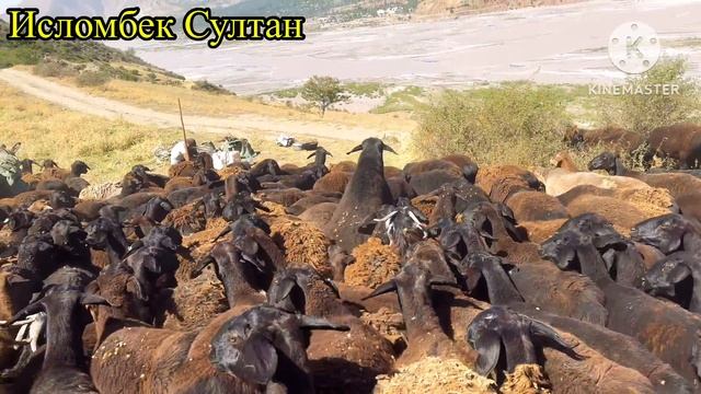 Шухрат Старше 👍 аз Қубодиён 8- Март 10 Сентиябр 2024 г.
