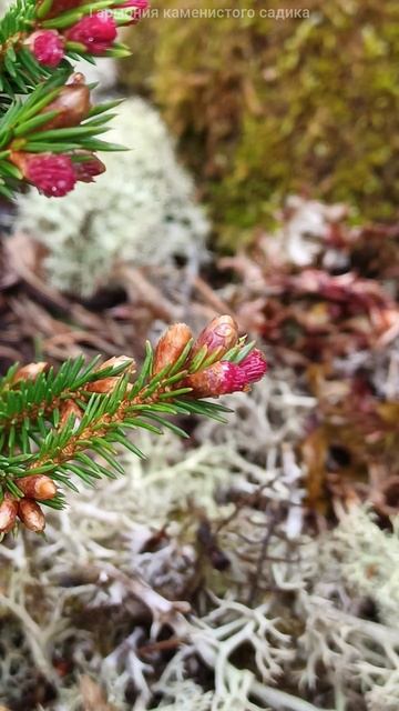 Ель обыкновенная Пунахилкка (Picea abies Punahilkka).