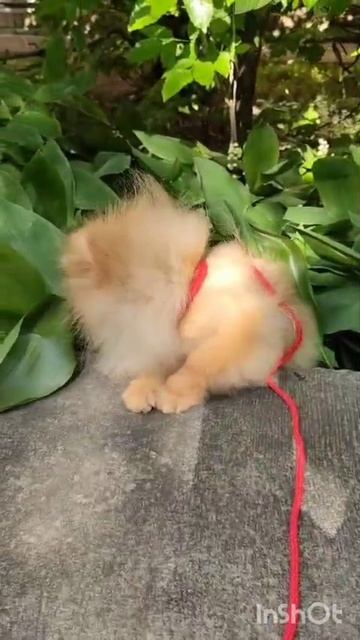 VID-20250526-WA0000.mp4
