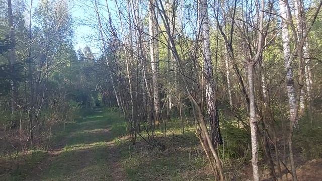 Ищем грибы Строчки в  лесу Телеши
