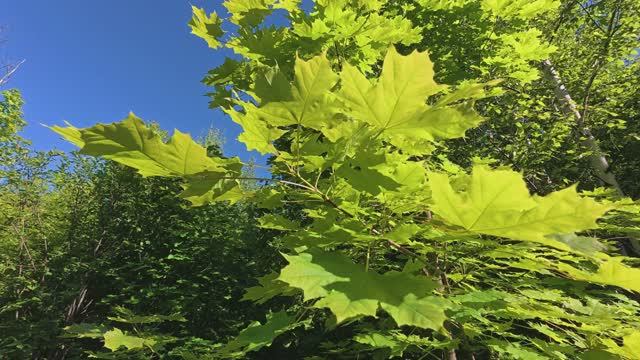 Прогулка по лесу 23.05.25