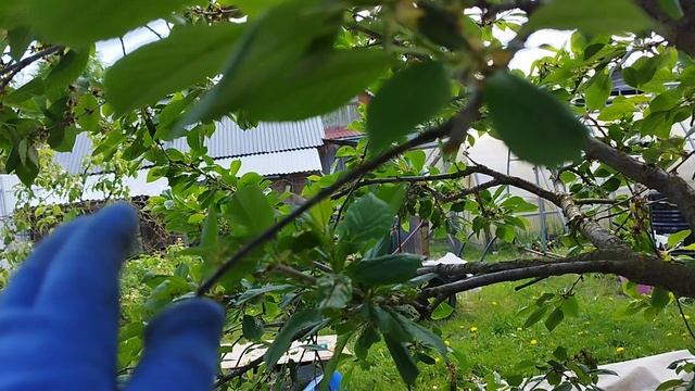 Что делать, если померзли цветы вишни или черешни и ветки оголились?