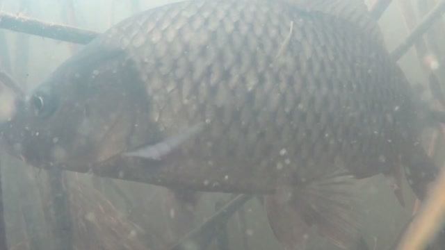 КАРПЫ АТАКУЮТ