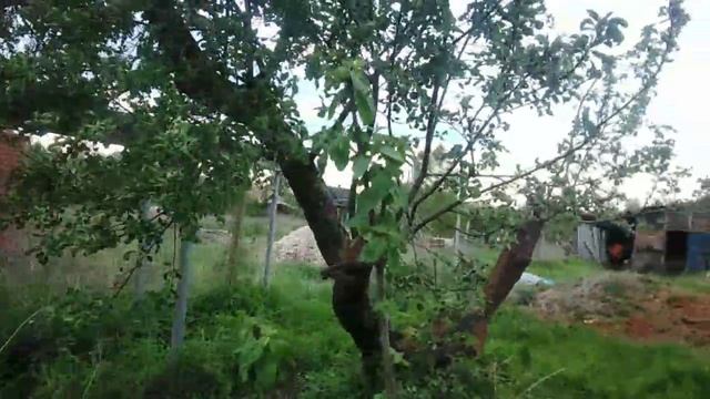 Белая медовая слива в нашем саду