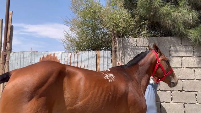 Аспҳои нав аз Наими Эгилик🇹🇯4 июля 2024 г.