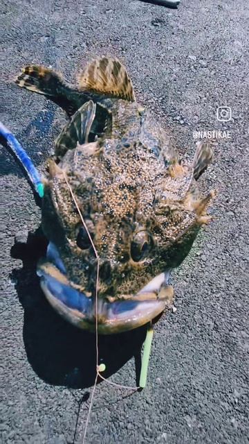 Рыба - монстр!😱😆🐟🎣Еле вытащила на пирс. #nastikae #рыбалка #бычок #Магадан