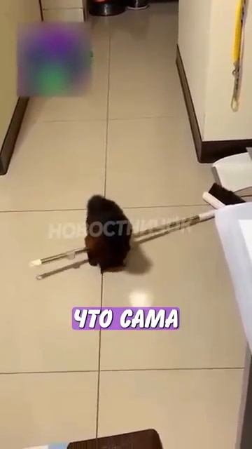 Новостничок (728)