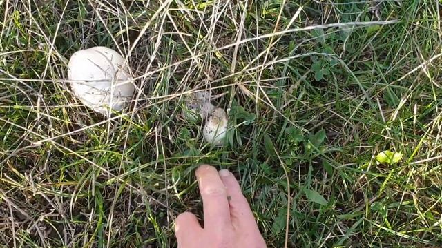 Красота. Коровки. Шампиньоны.🐂🍄#647