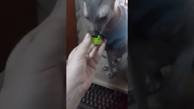 Ферхат чуть руку не откусил/Ferhat almost bit off his hand..✌️❤️ #animals #cat #sphynx