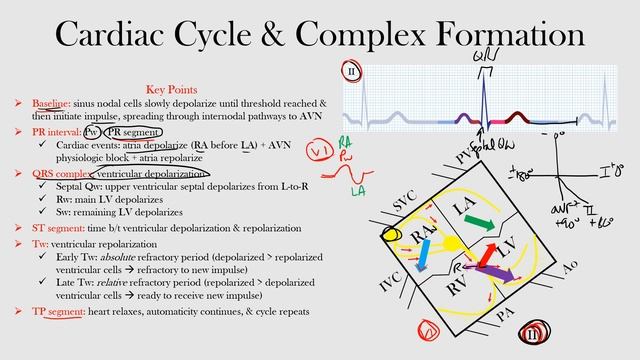 13.Cardiac Cycle & Complex Formation