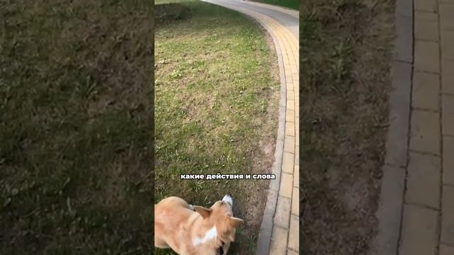 Как за 5 дней отучить собаку тянуть поводок при выходе из квартиры, лифта, подъезда или калитки?⬇️