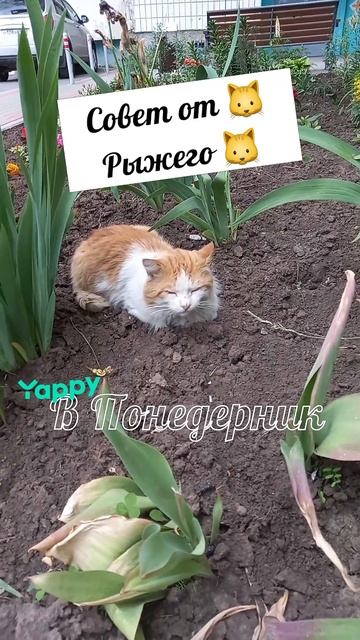 #котики #кошка #киса #домашниеживотные #кошки #пес #собакадругчеловека #собака #собаки #щенок #мимим