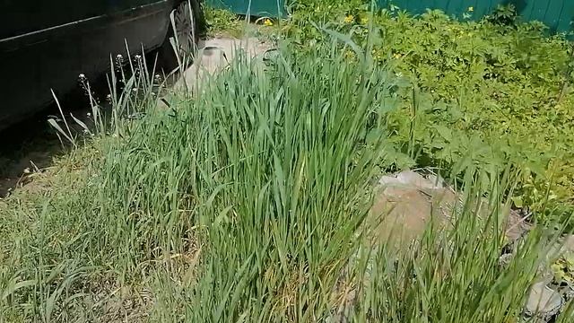 26.05.2025.Усадьба Парк Кино Ляхово. Парк Кошек. Домодедово. Ремонт трассы Каширского шоссе.Часть 3.