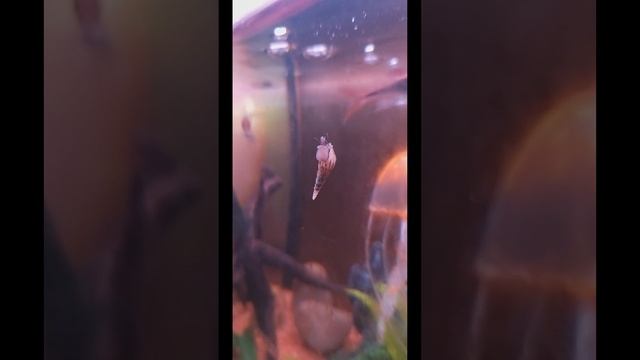 Улитка мелания 🐚🐌🐠