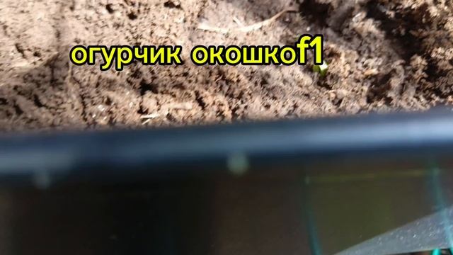 Огород на подоконнике 2025 Что растёт в тепличке на балконе