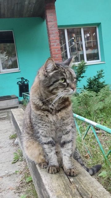 Кот Борис😻Любимец Северного Кунсангара в Больших Дворах#Подмосковье#russia#cat