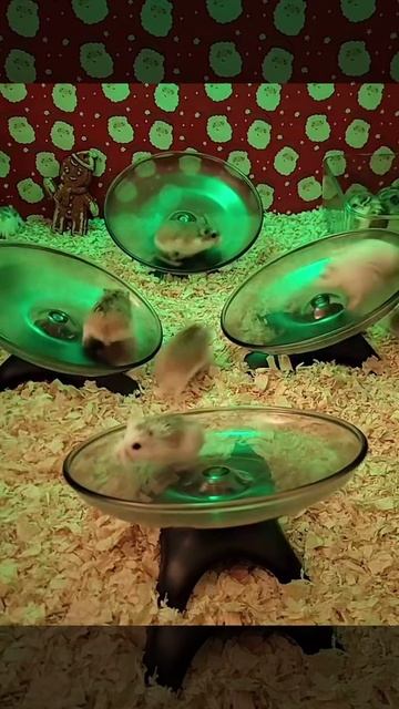 хомячки Очень клёвые
