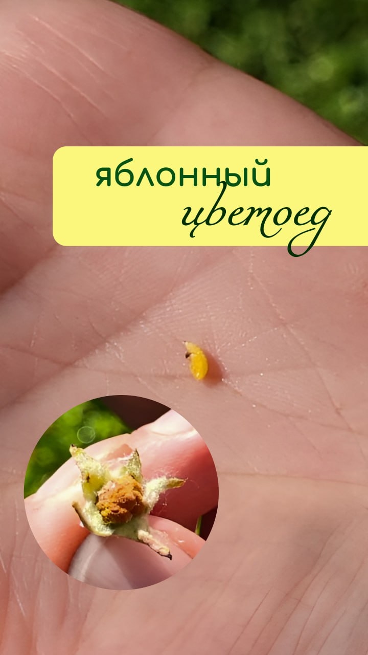Яблонный ЦВЕТОЕД