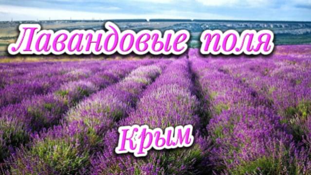 Лавандовые поля! Крым!