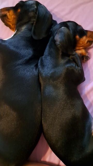 Мои сладкие малышки)))😍😍😍