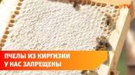 Россельхознадзор запретил ввозить в Башкирию пчел из Киргизии