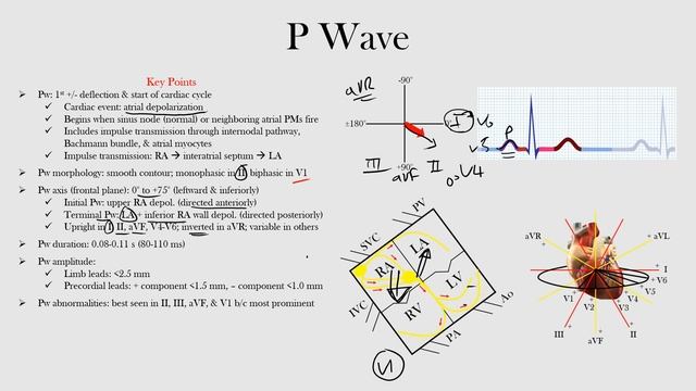 14.P Wave