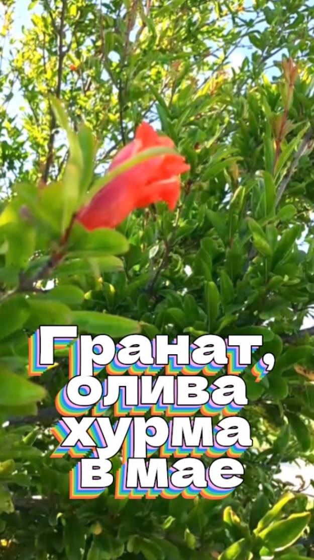 Гранат, олива, хурма в мае