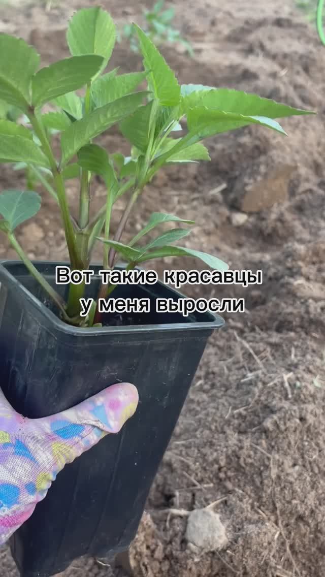 Пересадка георгинов спустя две недели роста в горшке