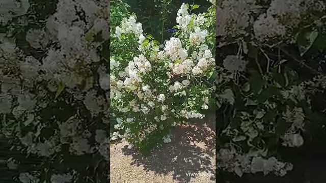 красота дачи