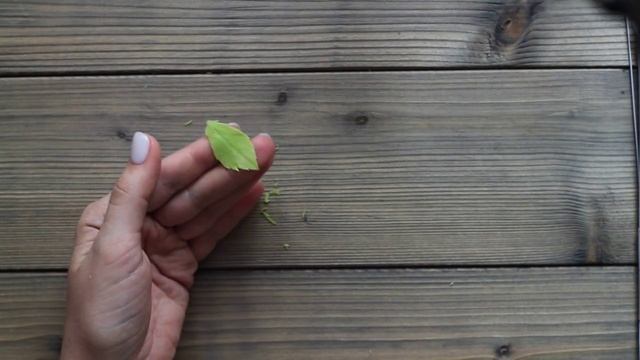 Листок из глины. Лепка
