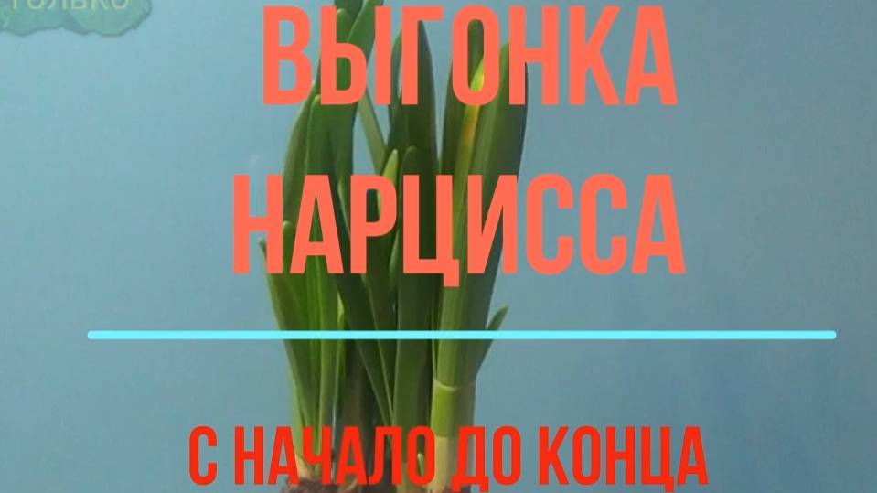 Нарцисс. Выгонка ,  С начало до конца