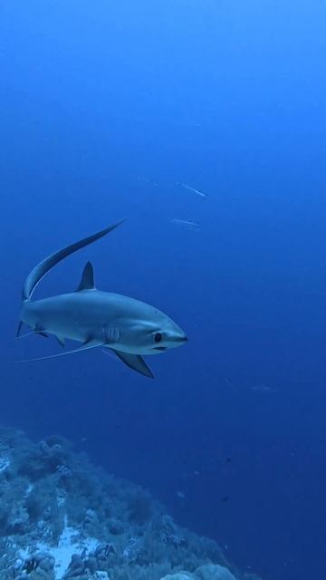 Лисьи акулы 🦈